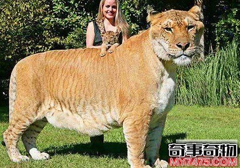 虎狮兽为什么比狮虎兽珍贵
