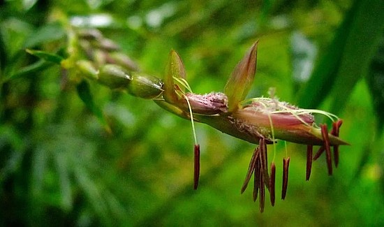竹子开的花，有人见过吗？ 　　图片来自：guadua bamboo