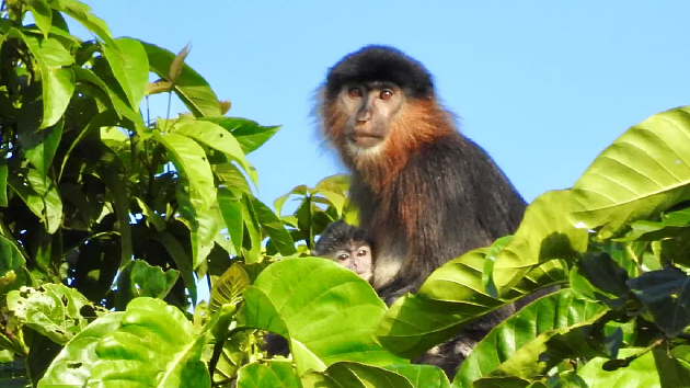 婆罗洲发现神秘“杂交猴子”，能够哺育后代 - 1