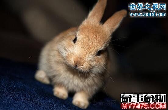 公主兔 最重情重义的可爱宠物兔