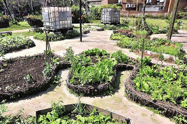 上海阿姨将小区草坪改成菜园  小区绿化带种菜整治 - 1