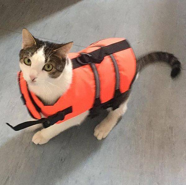 救了小猫却犯愁，因为她在轮船上工作，于是带猫上船 - 7