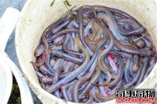 须鳗虾虎鱼长相怪异 不少人以为它是外星生物