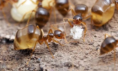 伪蜜蚁 Prenolepis imparis 中充当储存食物功能的工蚁 corpulent。图片来源： Alexander Wild， www.alexanderwild.com