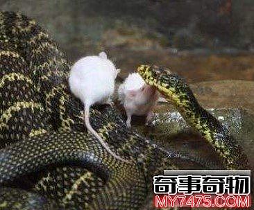 世界上能吃鼠的蛇（最凶恶的啮齿类动物）