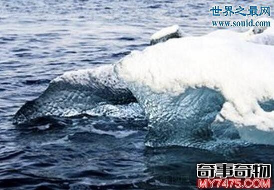 南极哥斯拉真面目 可能是某种鲸的返祖个体