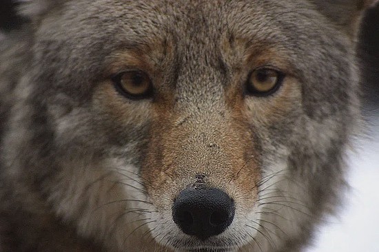 　郊狼有点像小型的狼。图片来源：wikipedia