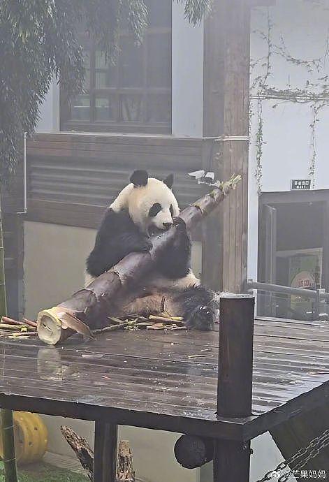 发出今天的第一声爆笑，住在竹海里的大熊猫吃的竹笋跟个大炮似的 - 2