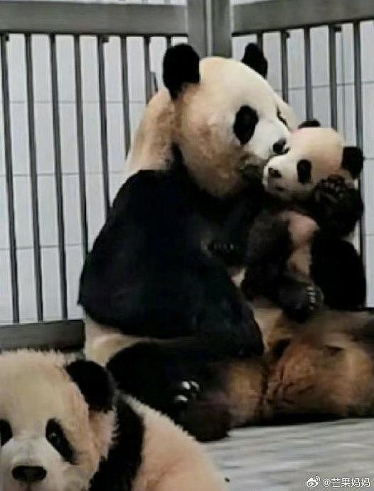 哈哈哈哈哈网友说这两张图像大熊猫离异带俩娃，好人里人气呀 - 2