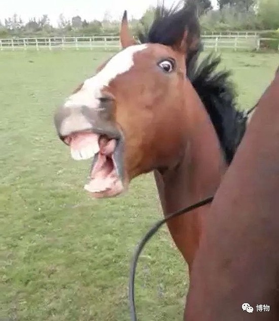 当一匹马对我笑，我患上了“恐牙症”！ - 3