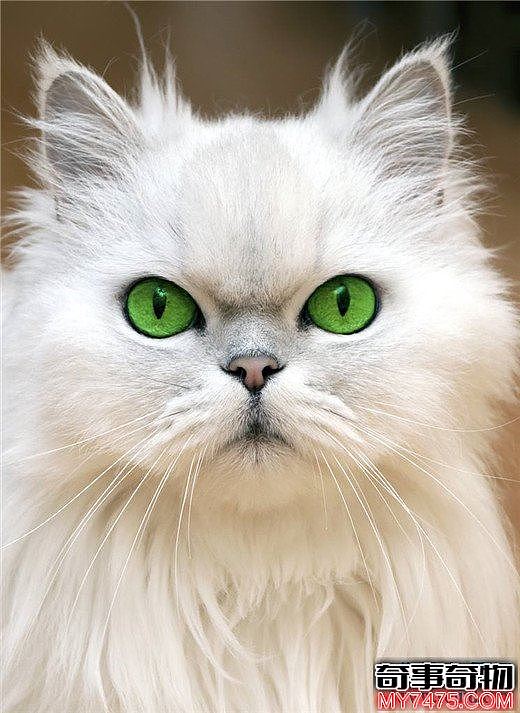 世界十大最漂亮的猫咪 布偶猫的眼眸令人着迷