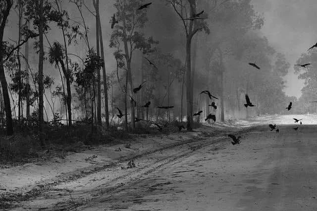 生活在澳洲的野鸟，是居心叵测的“纵火犯”