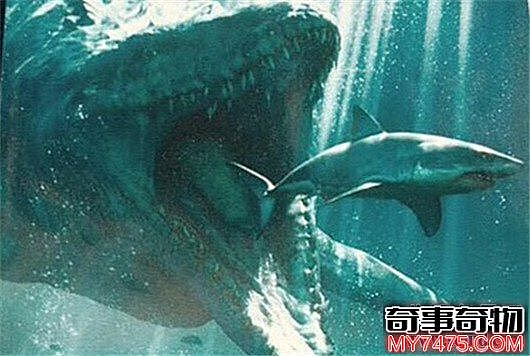 史前十大怪物 巨齿鲨可以轻松咬穿鲸鱼肋骨