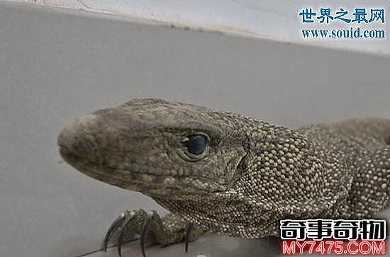 暗影巨蜥 中国一级保护动物 体长180cm
