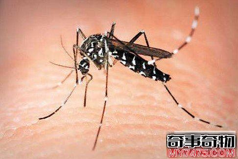 世界上最毒的蚊子白纹伊蚊