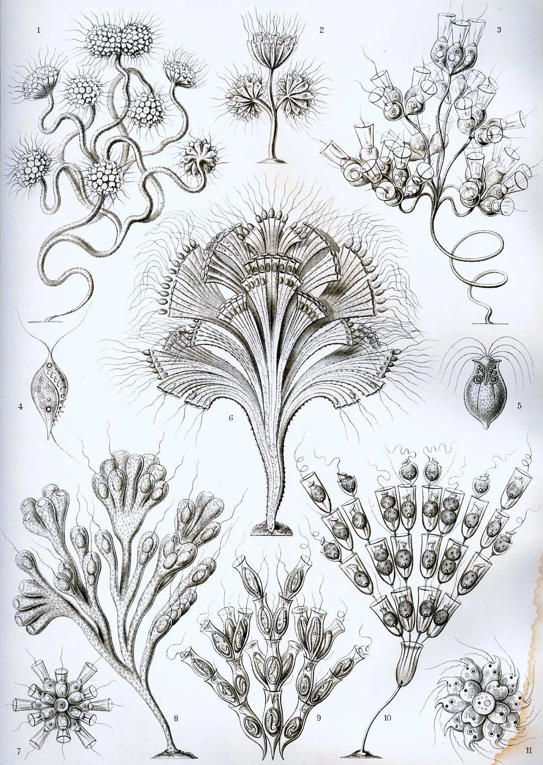  《自然界的艺术形态》中描绘的鞭毛虫。| 图片来源：Wikipedia