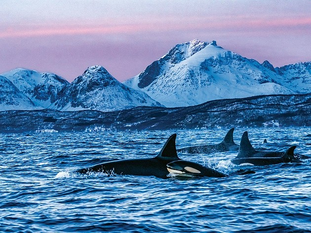 勇敢的摄影师彼特？？麦克布里特跳入挪威深海，与逆戟鲸进行一场非同寻常的邂逅，倾听它们美妙的“海洋歌声”。