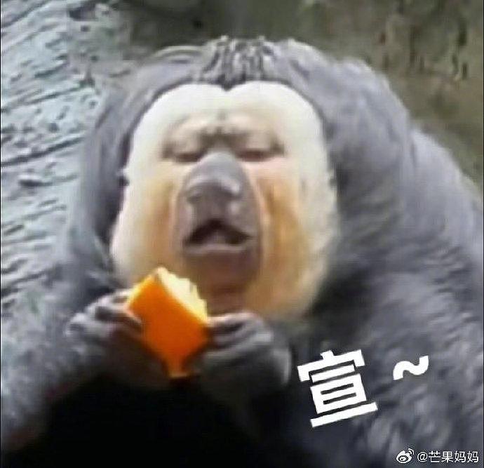 谁还没看过红山动物园顶流杜杜吃橙子，它怎么这么搞笑啊哈哈哈哈哈哈 - 4