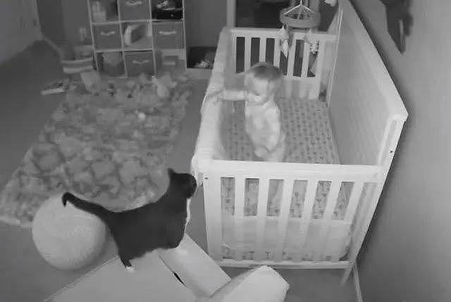 猫咪夜访婴儿房，与小主人“喵语”交谈，萌翻网友：太有爱 - 5