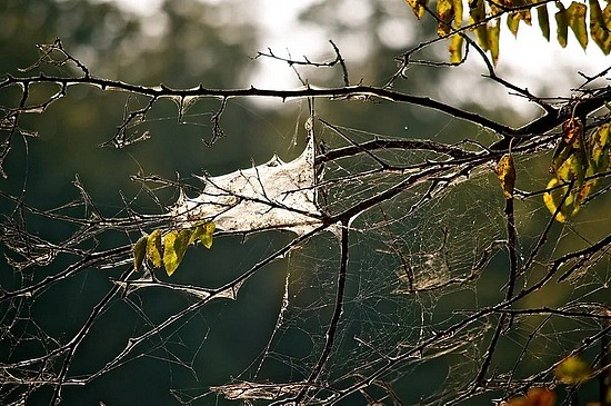 　被美国白蛾啃食过的树。| Flickr