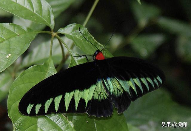 世界上第一漂亮的蝴蝶（世界8大名贵蝴蝶 第1是中国特有种）