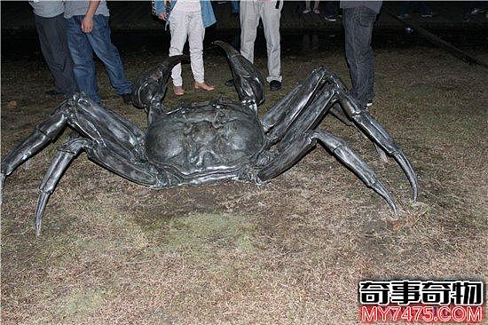 巨型螃蟹体长目测15米 出现在英国的惠特斯堡码头