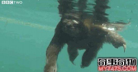 活捉真实的水猴子水鬼图片 水下霸王上了岸就萎了