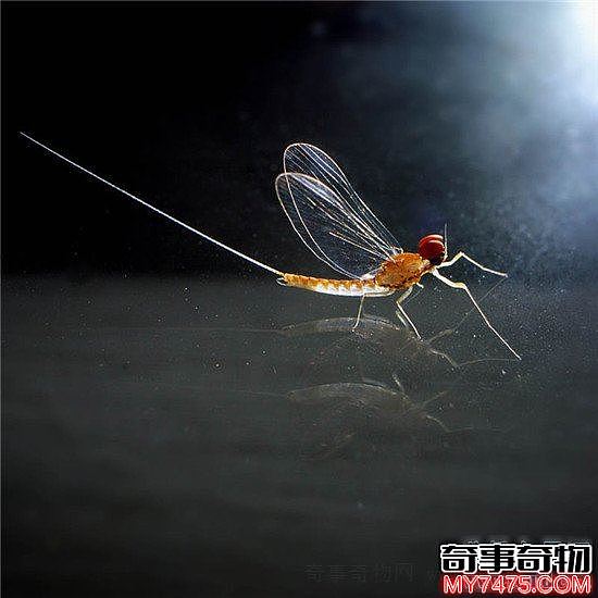 世界上寿命最短的昆虫 蜉蝣朝生而暮死可谓尽其乐