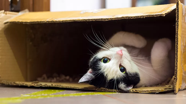 躲避在盒子等物体之中产生的舒适感在有压力环境下尤为重要，例如：一只流浪猫第一次被带进室内的时候，它们的恐惧和焦躁最佳释放方式就是寻找一个躲避体藏身。