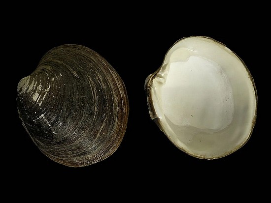 　北极圆蛤壳上一圈圈的“年轮” | Hans Hillewaert / Wikimedia Commons