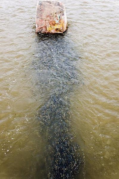 青海湖水怪多次现身，像鳖壳又像鲸背，见人便潜水底，可能是湟鱼