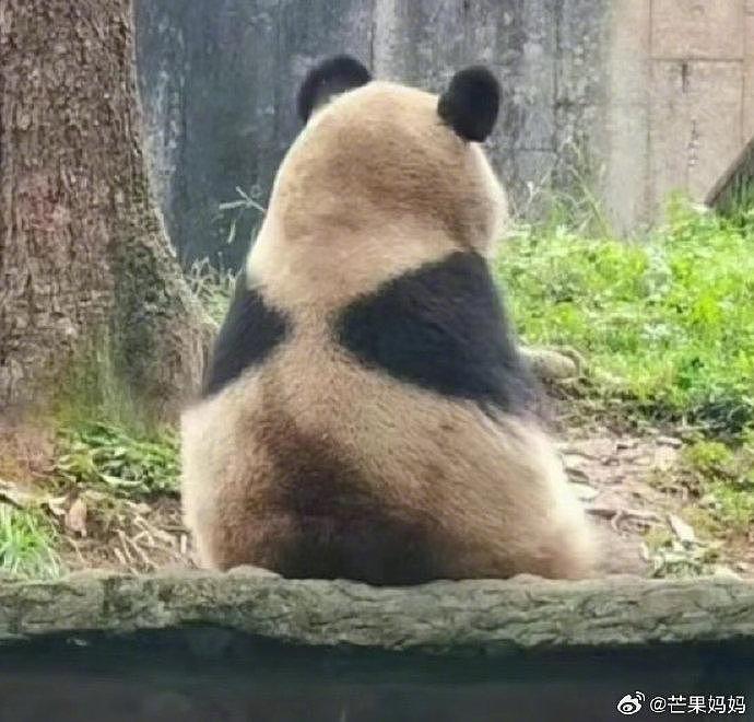 好想看看不正经型的熊猫毛坎肩长啥样哈哈哈哈哈 - 5