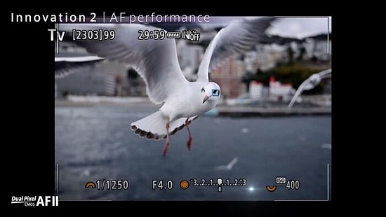 佳能EOS R3专微相机拍鸟试用 - 6