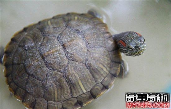 巴西红耳龟并不难饲养 细心照顾勤换水就能存活