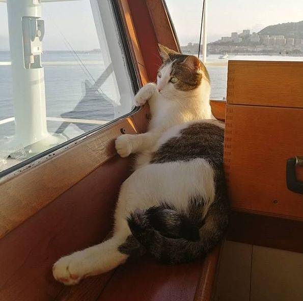 救了小猫却犯愁，因为她在轮船上工作，于是带猫上船 - 16
