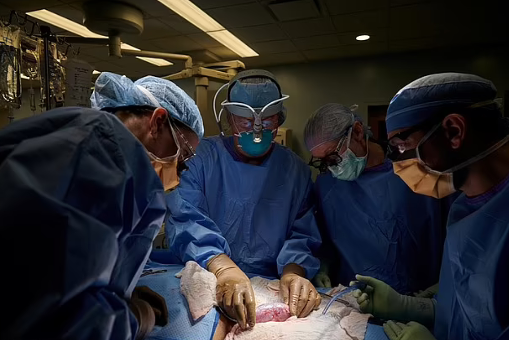 美科学家“猪肾”移植手术成功，47岁大叔受益，患者：很实用！ - 1