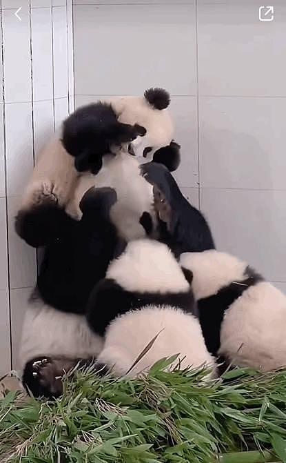 看到了熊猫届仨娃妈，隔着屏幕都感受到了熊妈的生无可恋 - 1