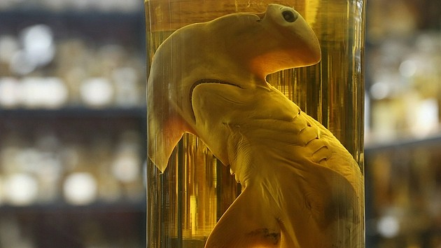 在德国柏林自然历史博物馆东侧，放置着一个双髻鲨标本，是用酒精溶液进行保存的