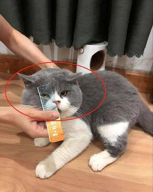 网友买了猫咪零食，发现包装袋上的猫和自家猫一模一样，撞脸了？ - 3