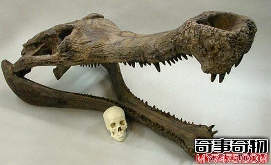 史前最大的鳄鱼 吃恐龙的帝鳄 长13米 重4.5吨