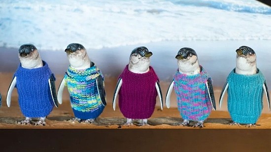 为了防止企鹅被冻死，全世界都开始给它们织毛衣了 - 1