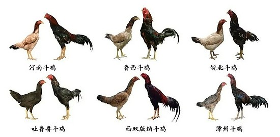 中国6大斗鸡品种|参考文献[12]