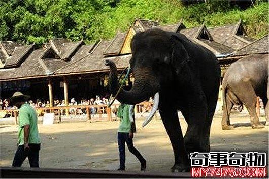 大象向游客攻击事件（游客被野象攻击致伤）
