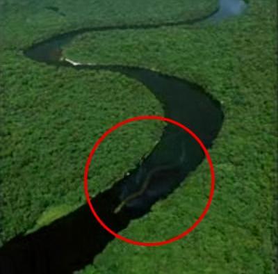 印尼发现8米巨蟒：最大的蛇究竟有多长？有没有超过10米的蛇？
