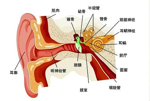 ▲耳部结构图（图片来源：昵图网）