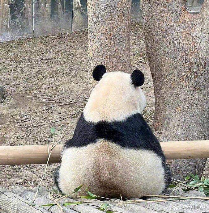 好想看看不正经型的熊猫毛坎肩长啥样哈哈哈哈哈 - 4