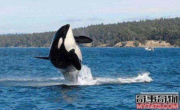 世界上最恐怖海洋动物杀人鲸