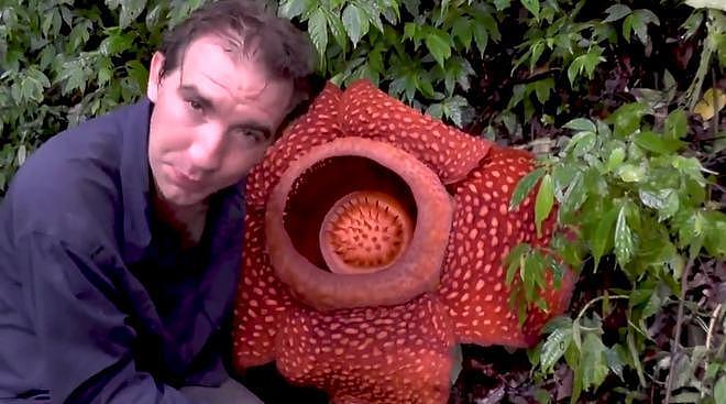 世界上最令人毛骨悚然的花  传说中的食人花日轮花 - 1