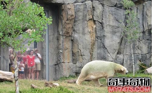 美国最受欢迎的动物园排行榜 第一因有大熊猫游客年过亿