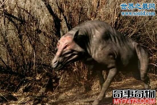 上古巨猪 6500万年前的恐怖杀手 是现代猪的祖先